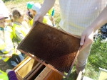 spotkanie z pszczelarzem